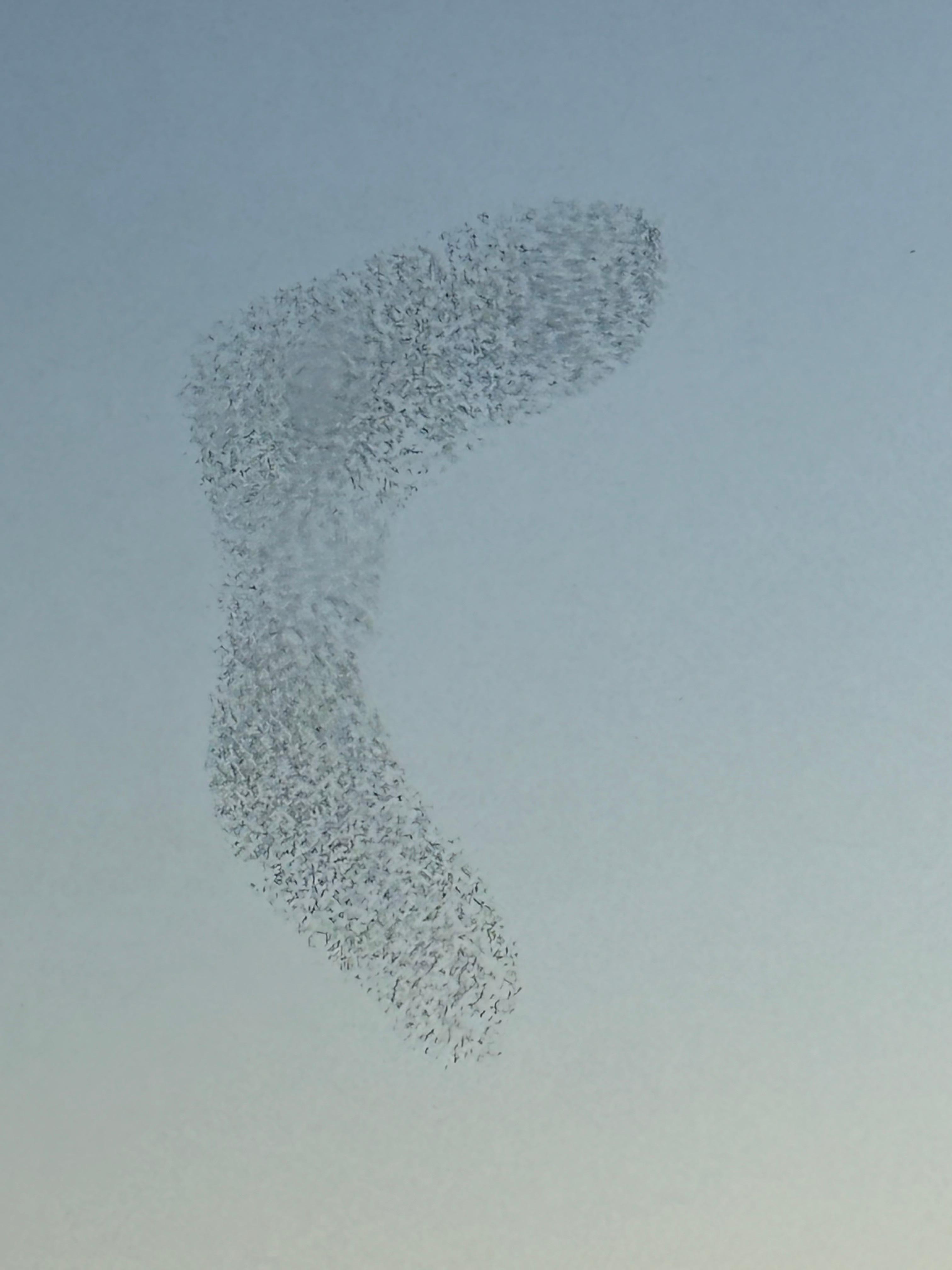 Starlings doing their thing!