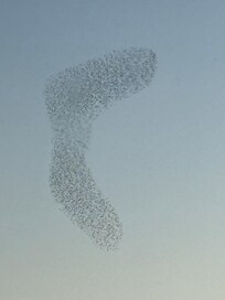 Starlings doing their thing!