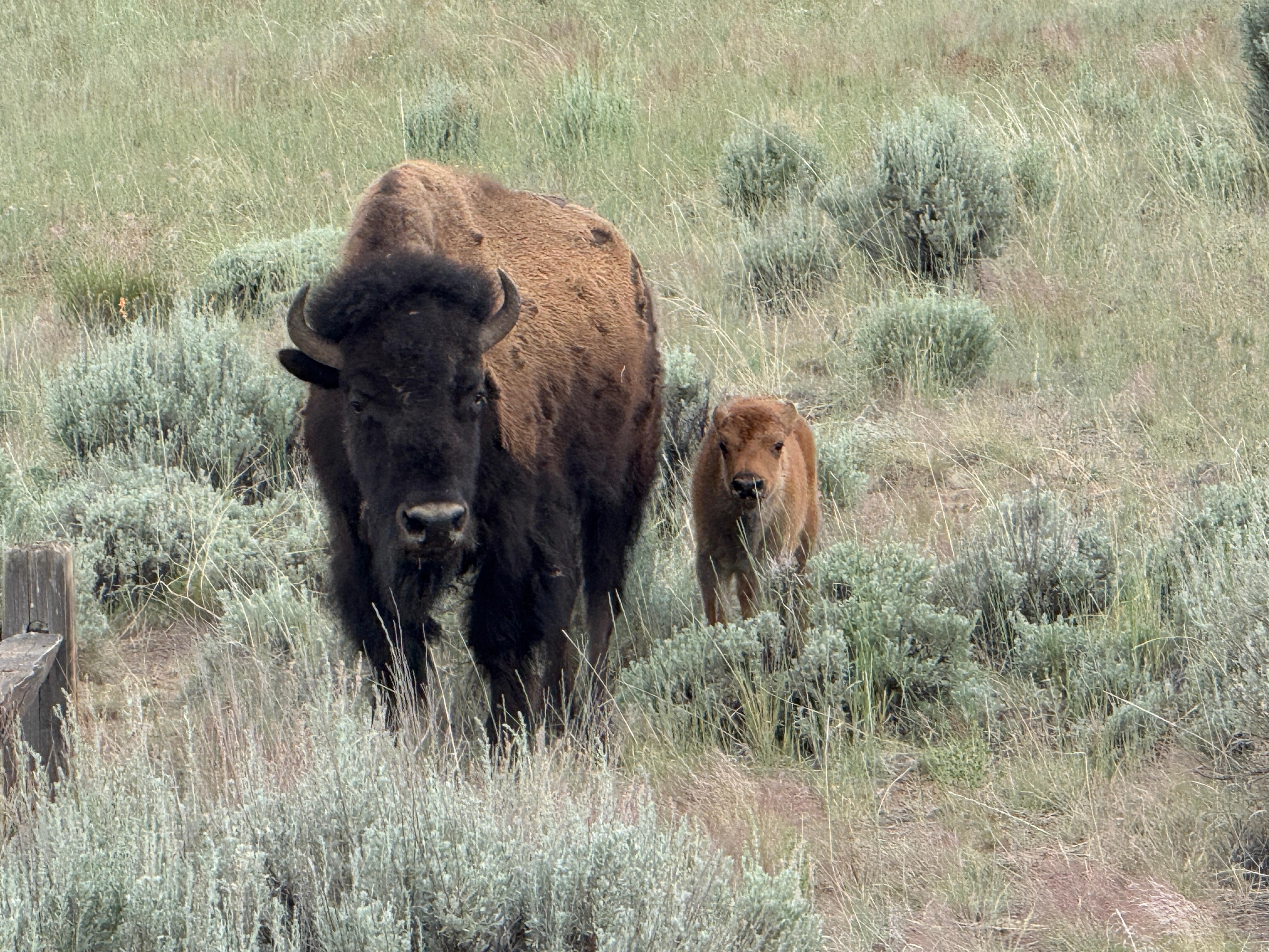Buffalo on the property