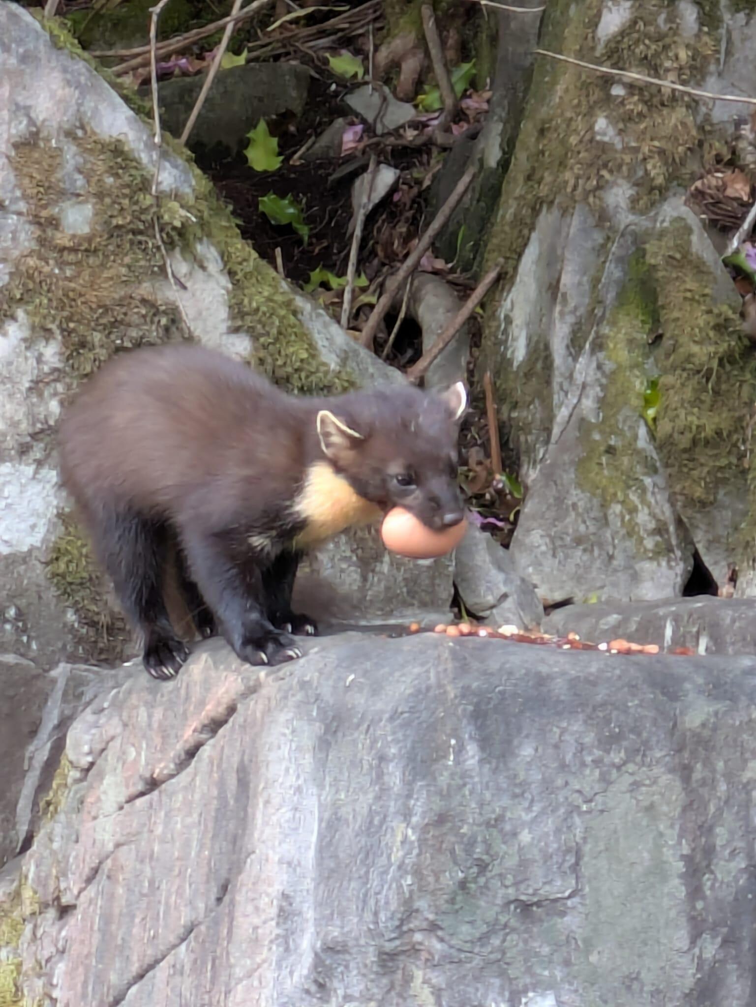 " Pickles" carrying away a whole egg!