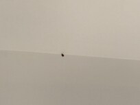 Bugs in the room