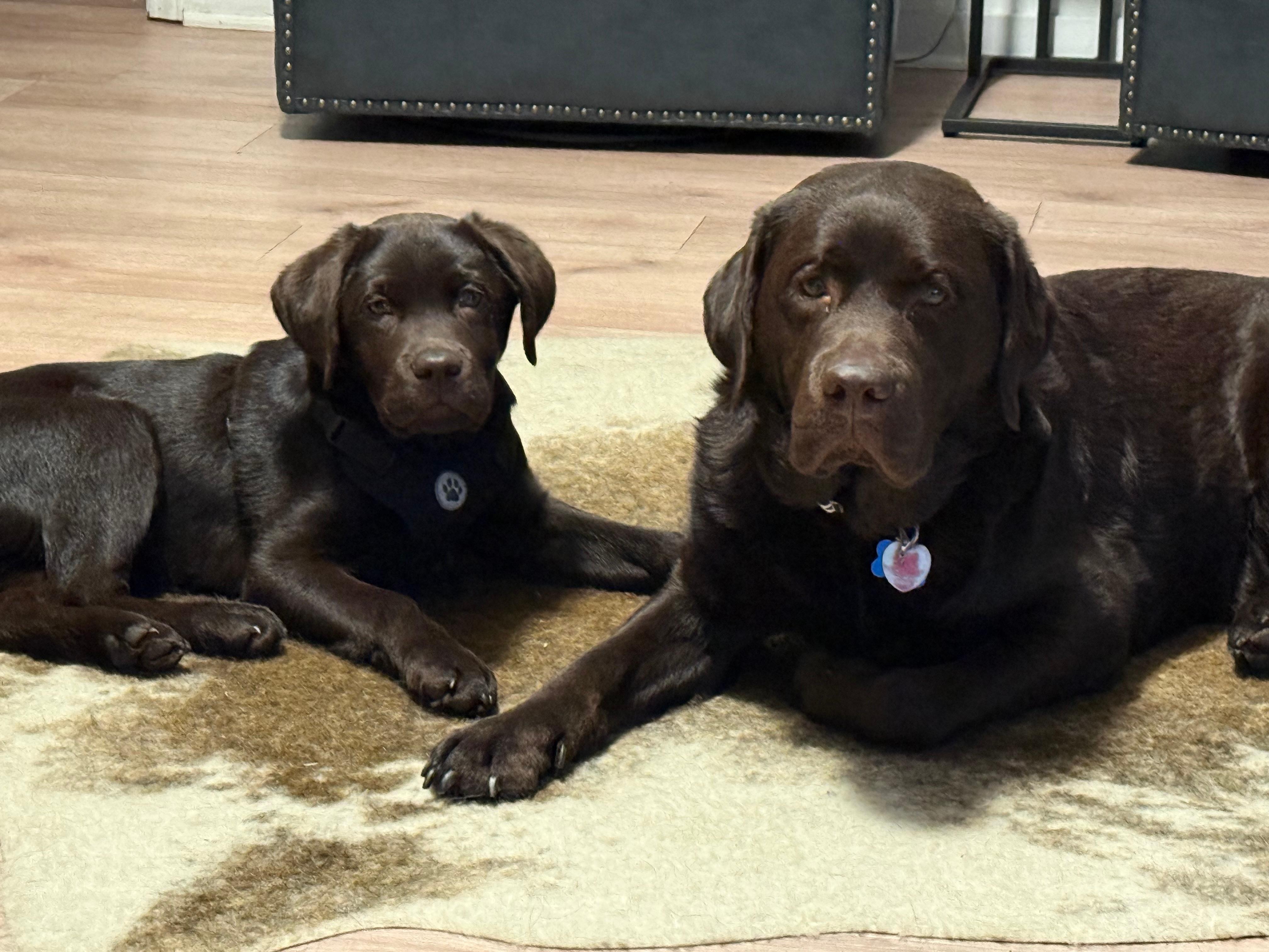 Outside fenced yard was so helpful!