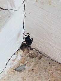 Black Widows are everywhere