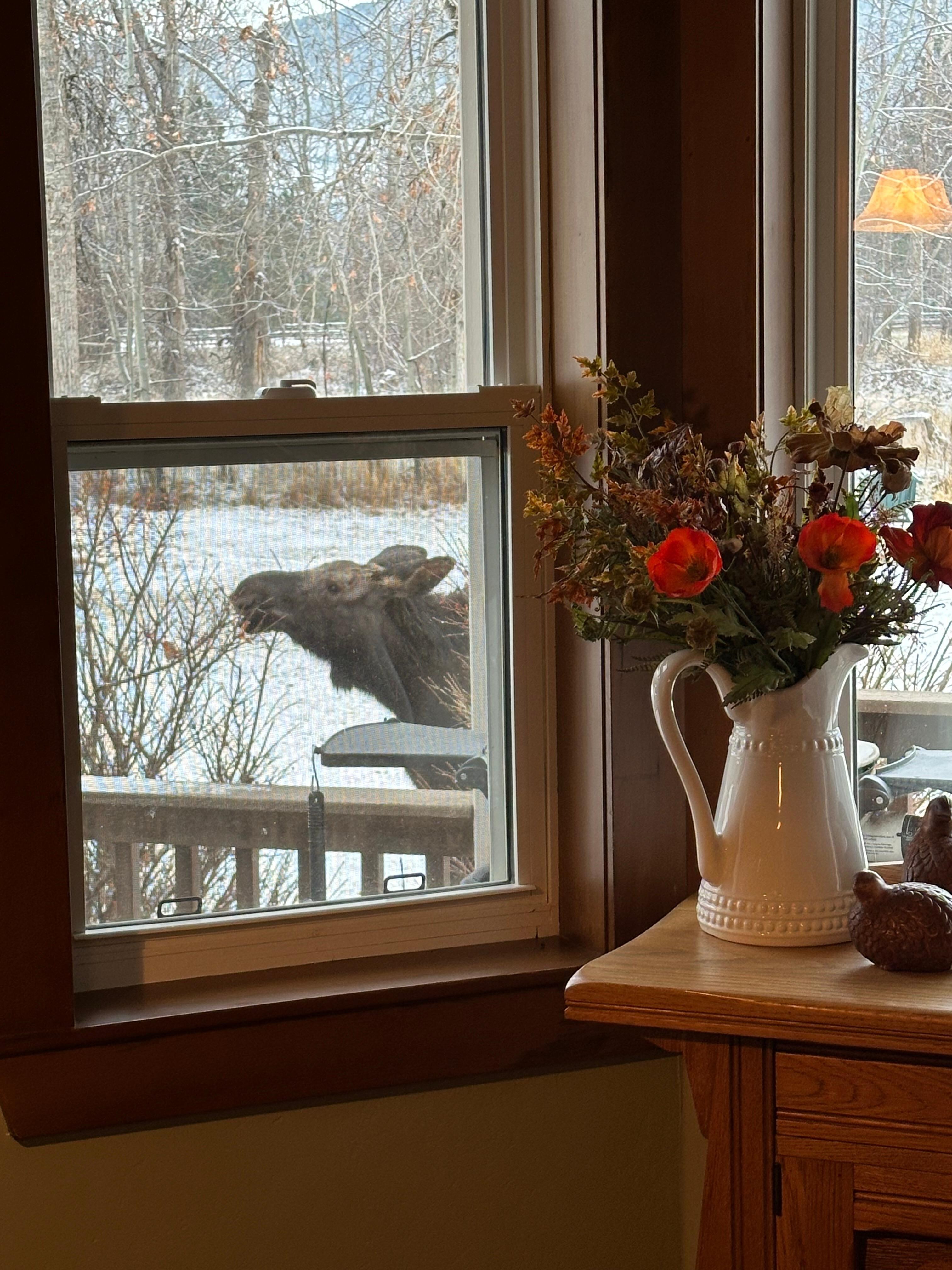 Visited by a young moose on our first morning.