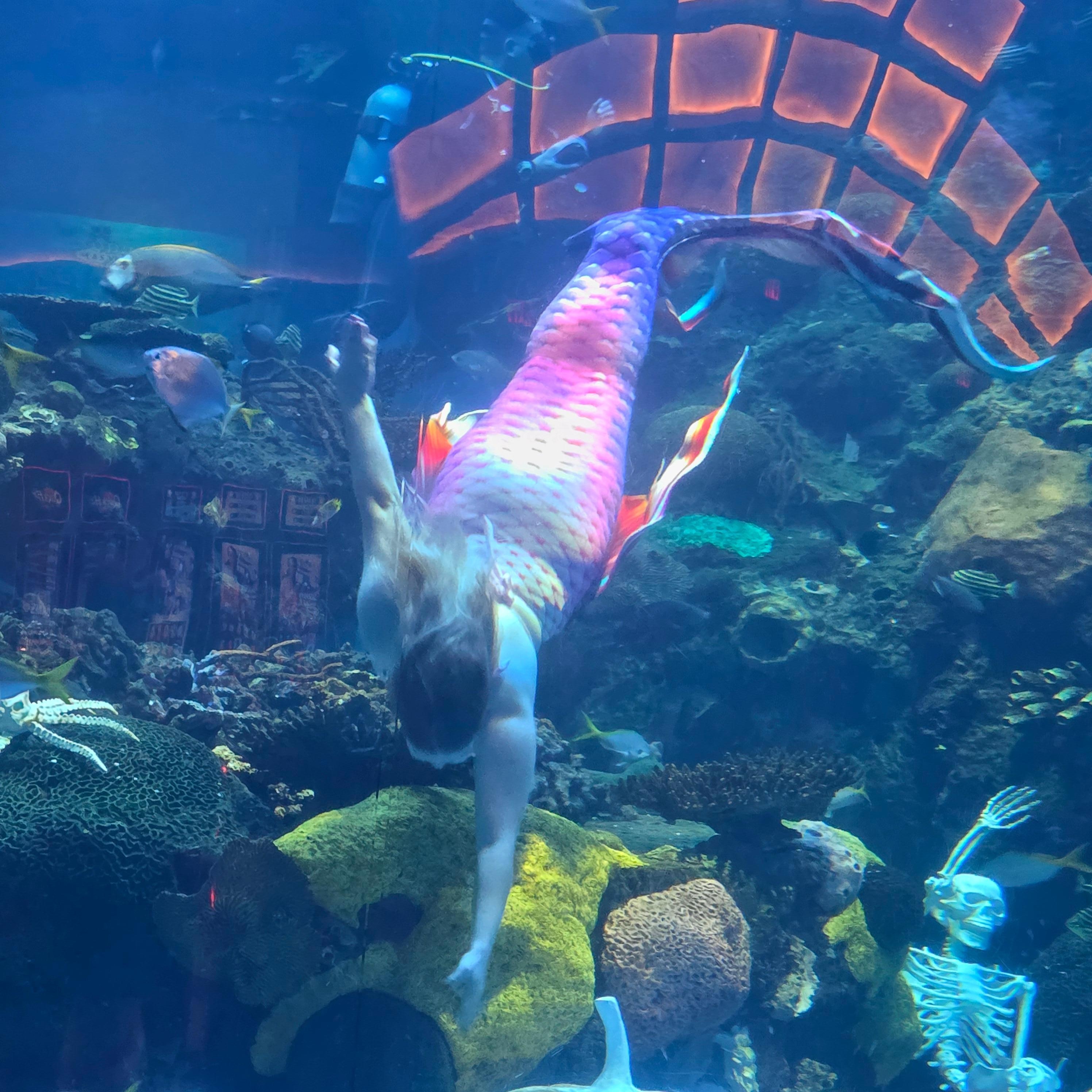 Mermaid 🧜‍♂️ swimming 