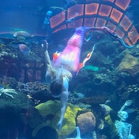 Mermaid 🧜♂️ swimming