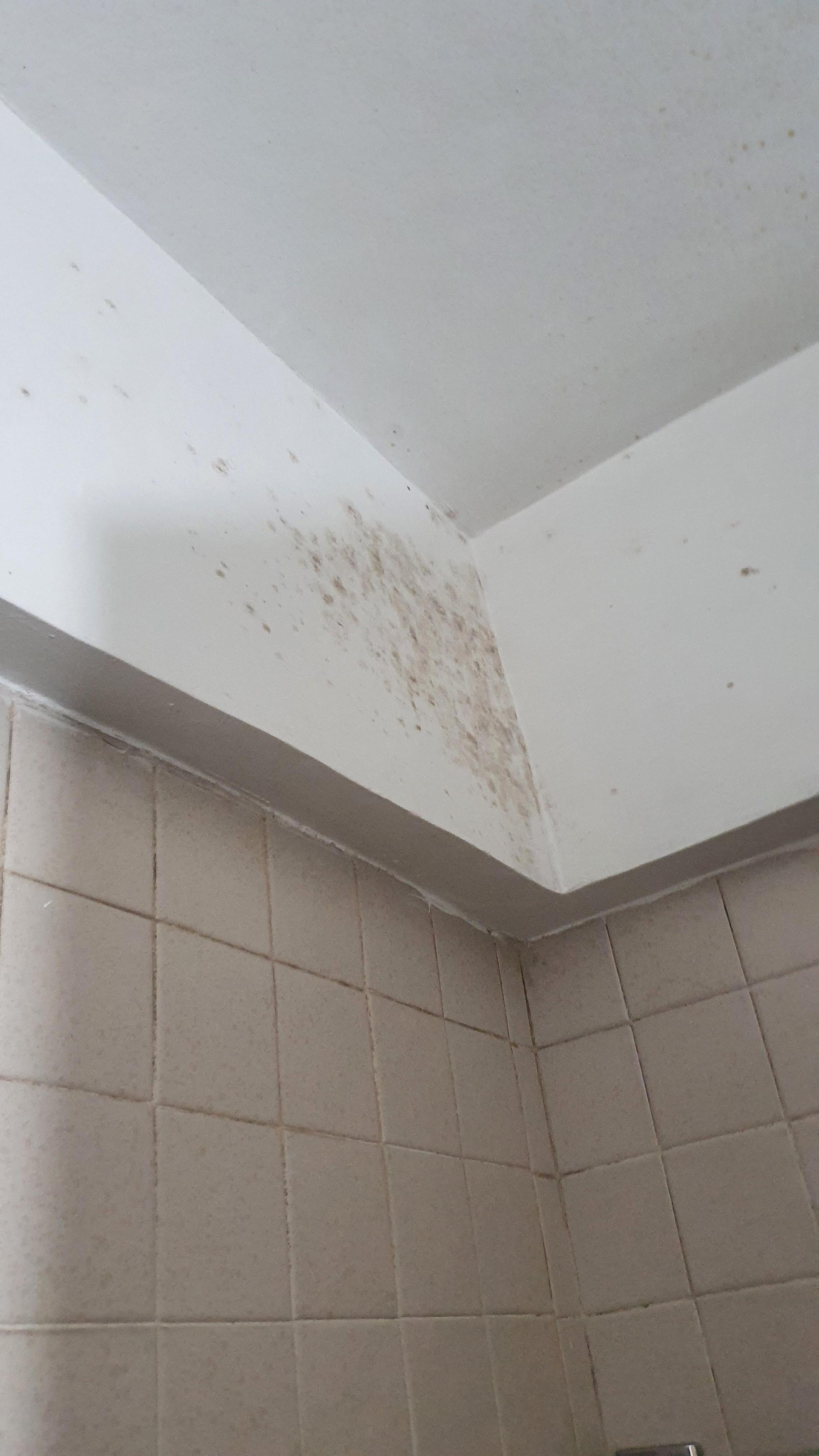 Moho en el baño