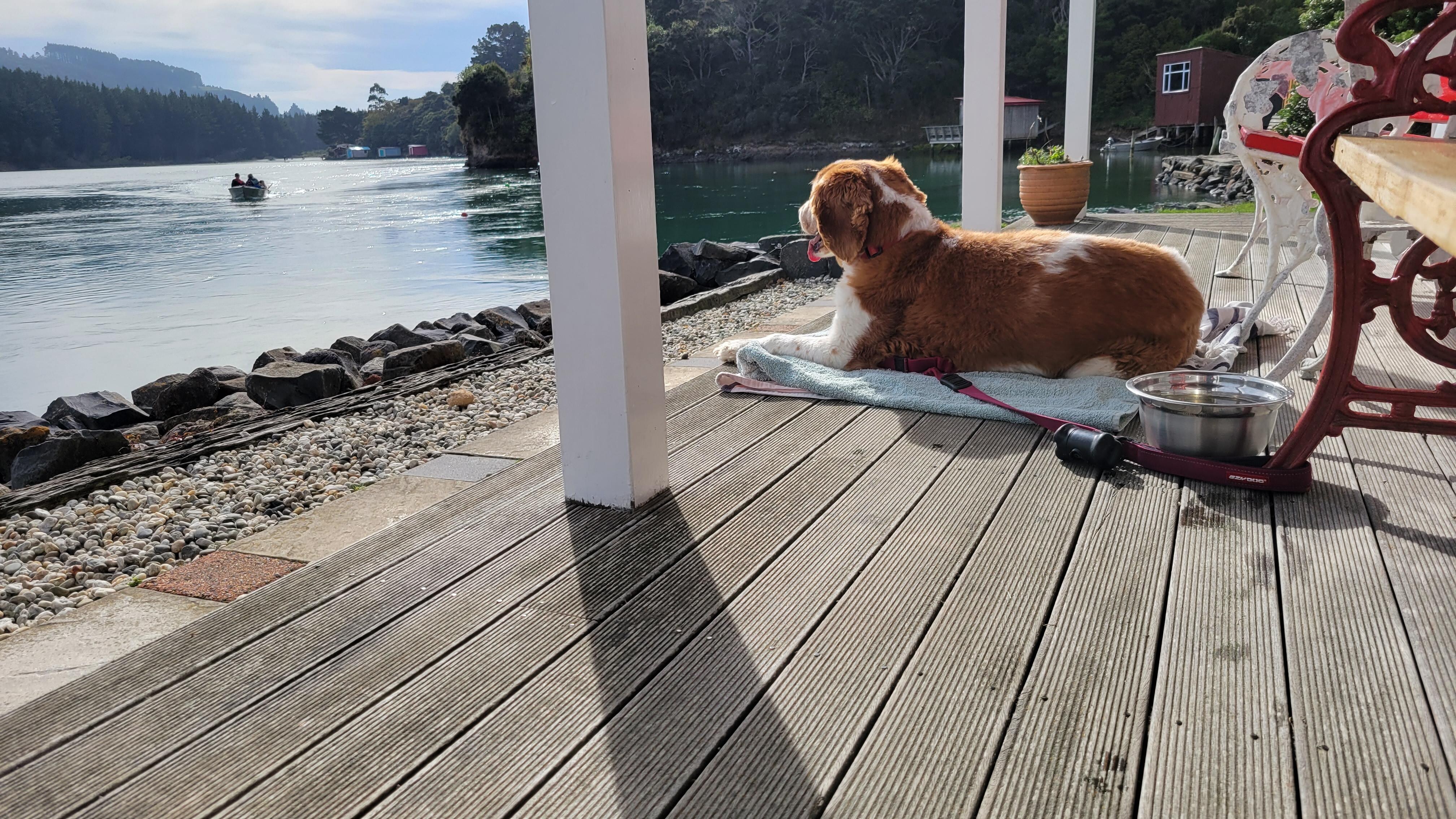 Dog friendly