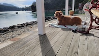 Dog friendly
