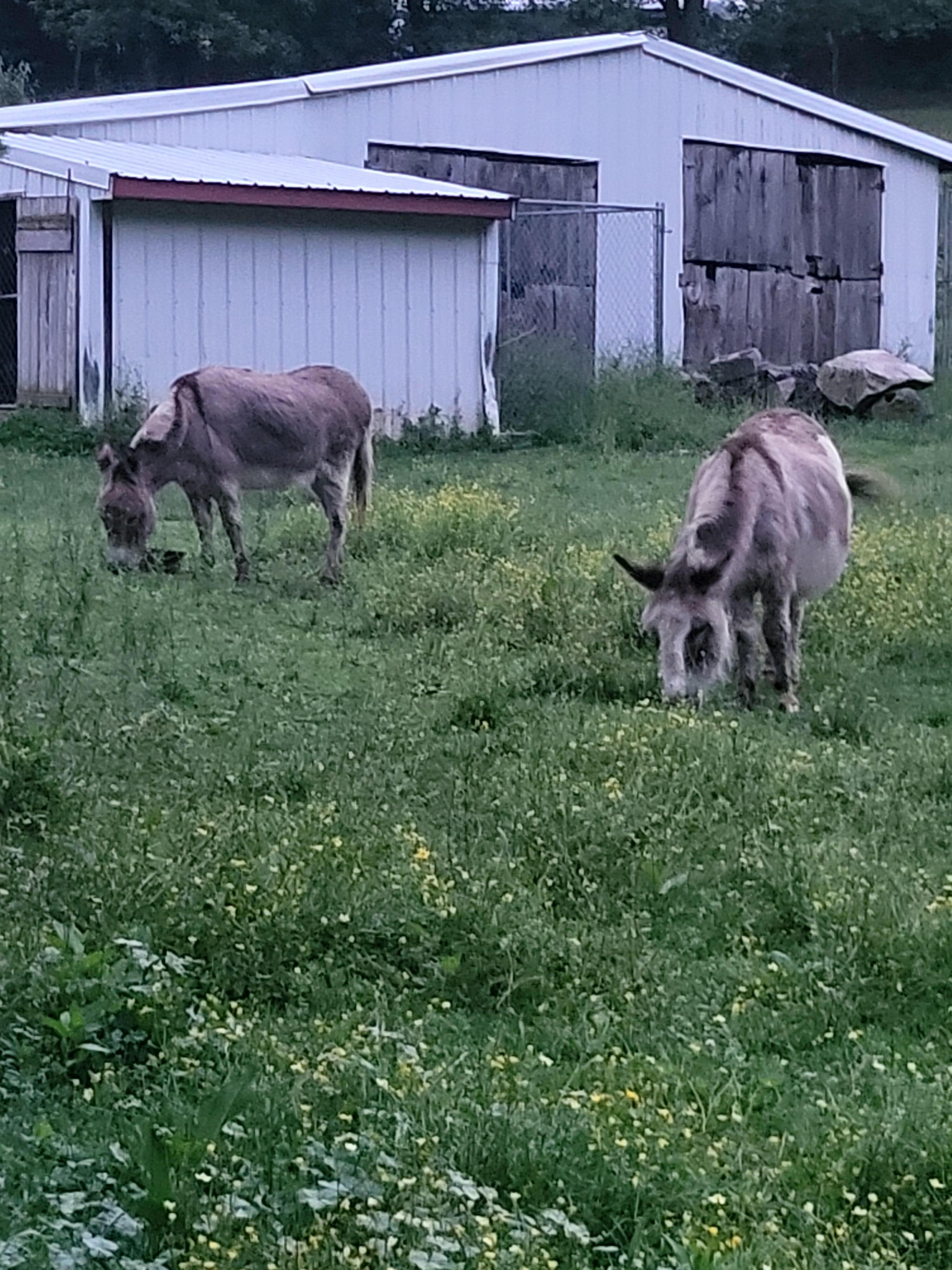 The donkeys.