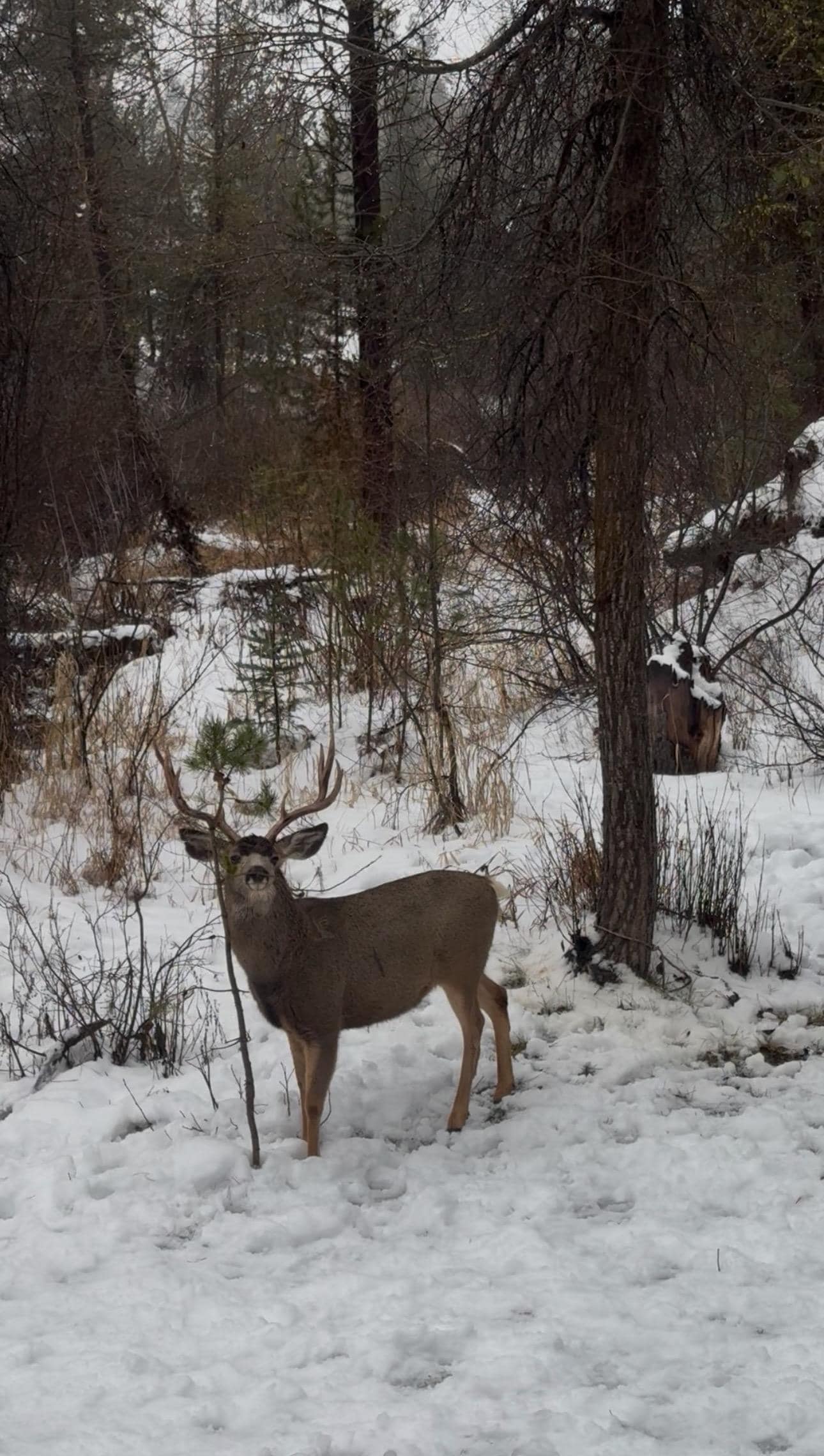 Our view from the dining room one morning