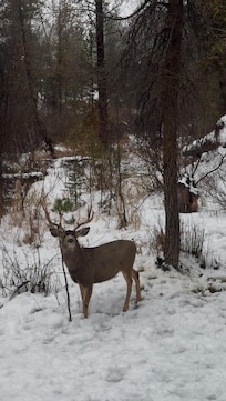 Our view from the dining room one morning