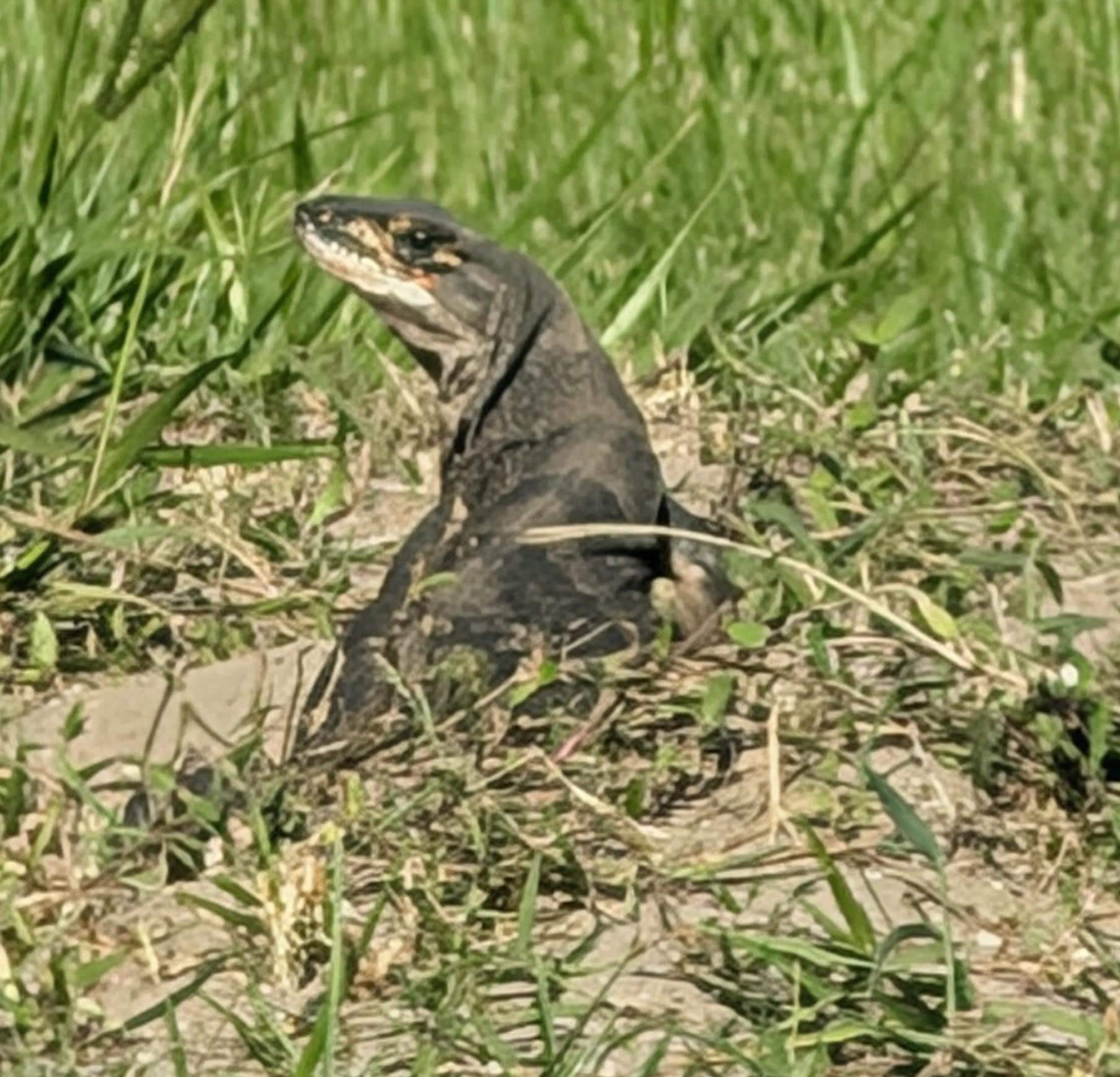 Neighborhood iguana