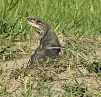 Neighborhood iguana