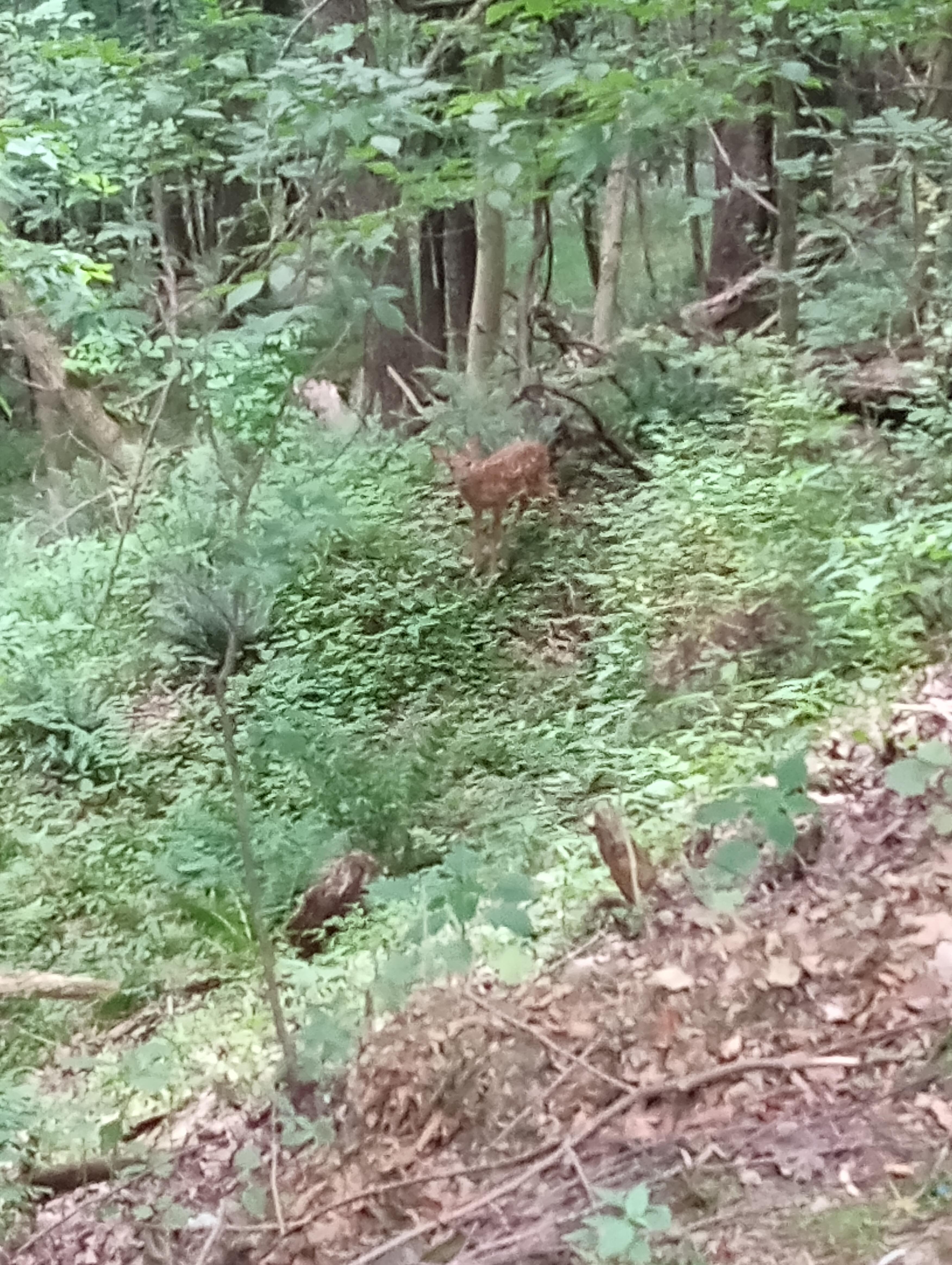 Baby Deer