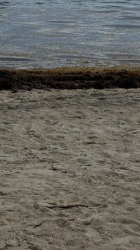 Algae beaches