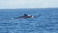Southern Humpbacks