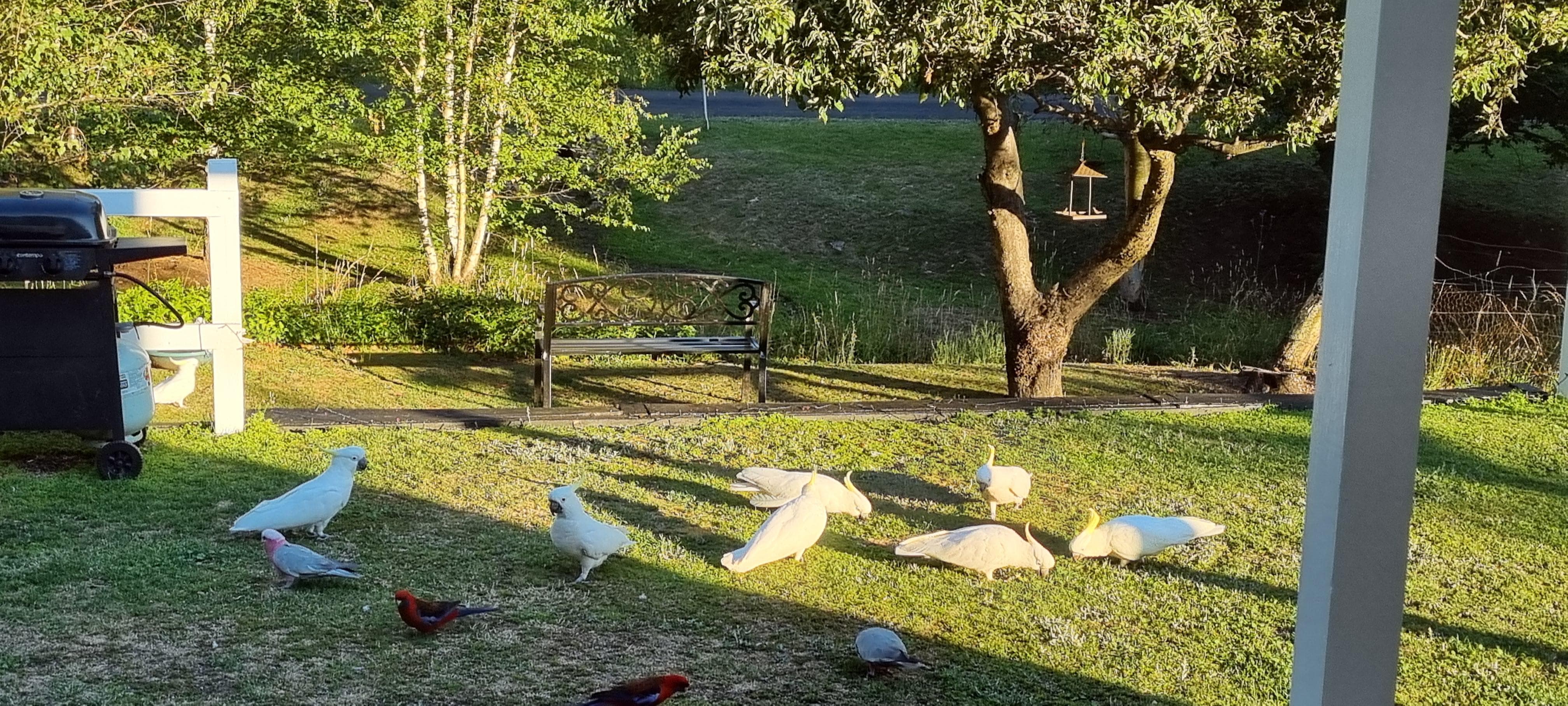 Australian native birds in the garden.