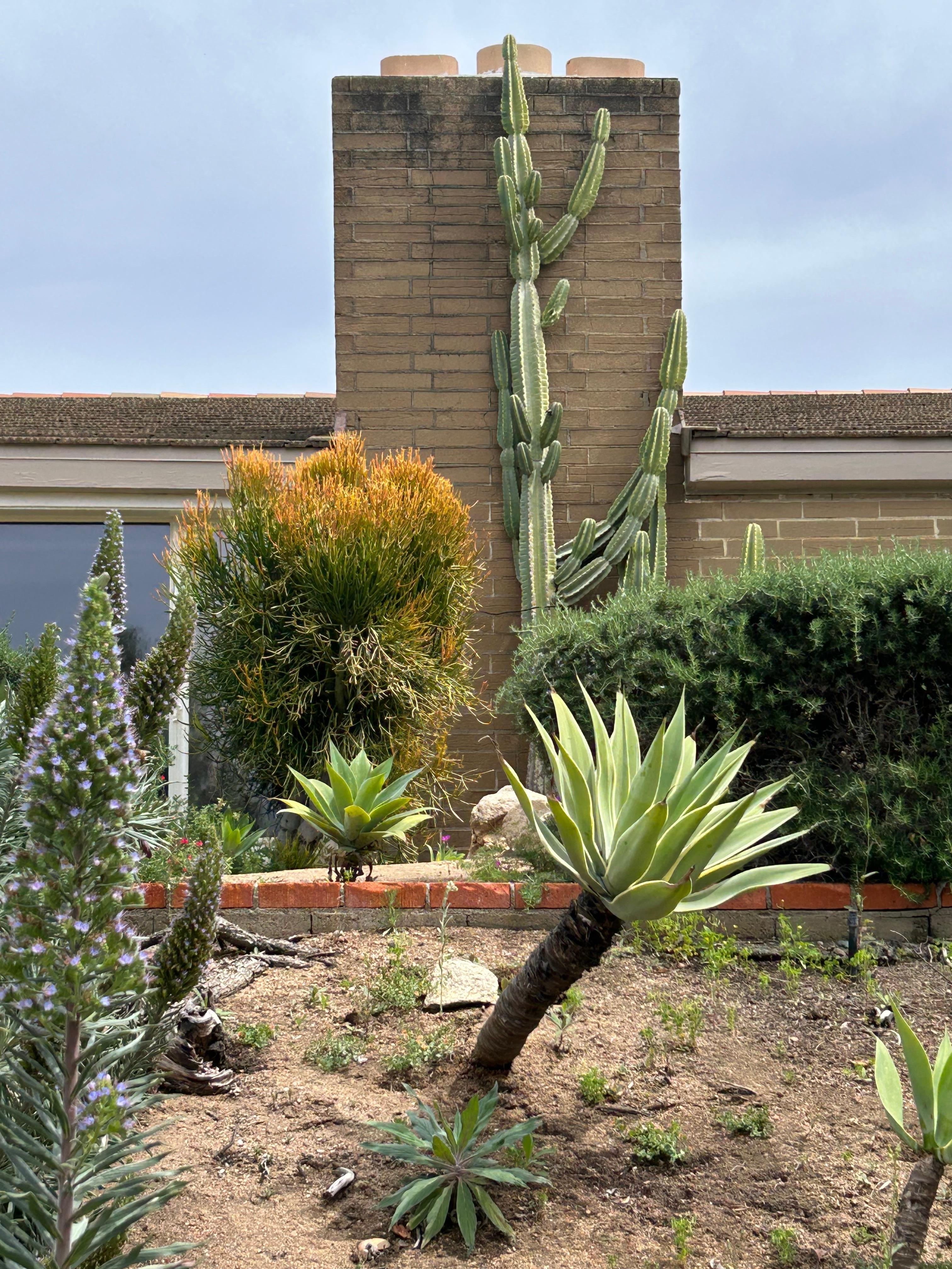 Amazing cacti growing up the chimney