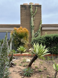 Amazing cacti growing up the chimney