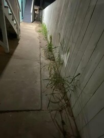 overgrown grass