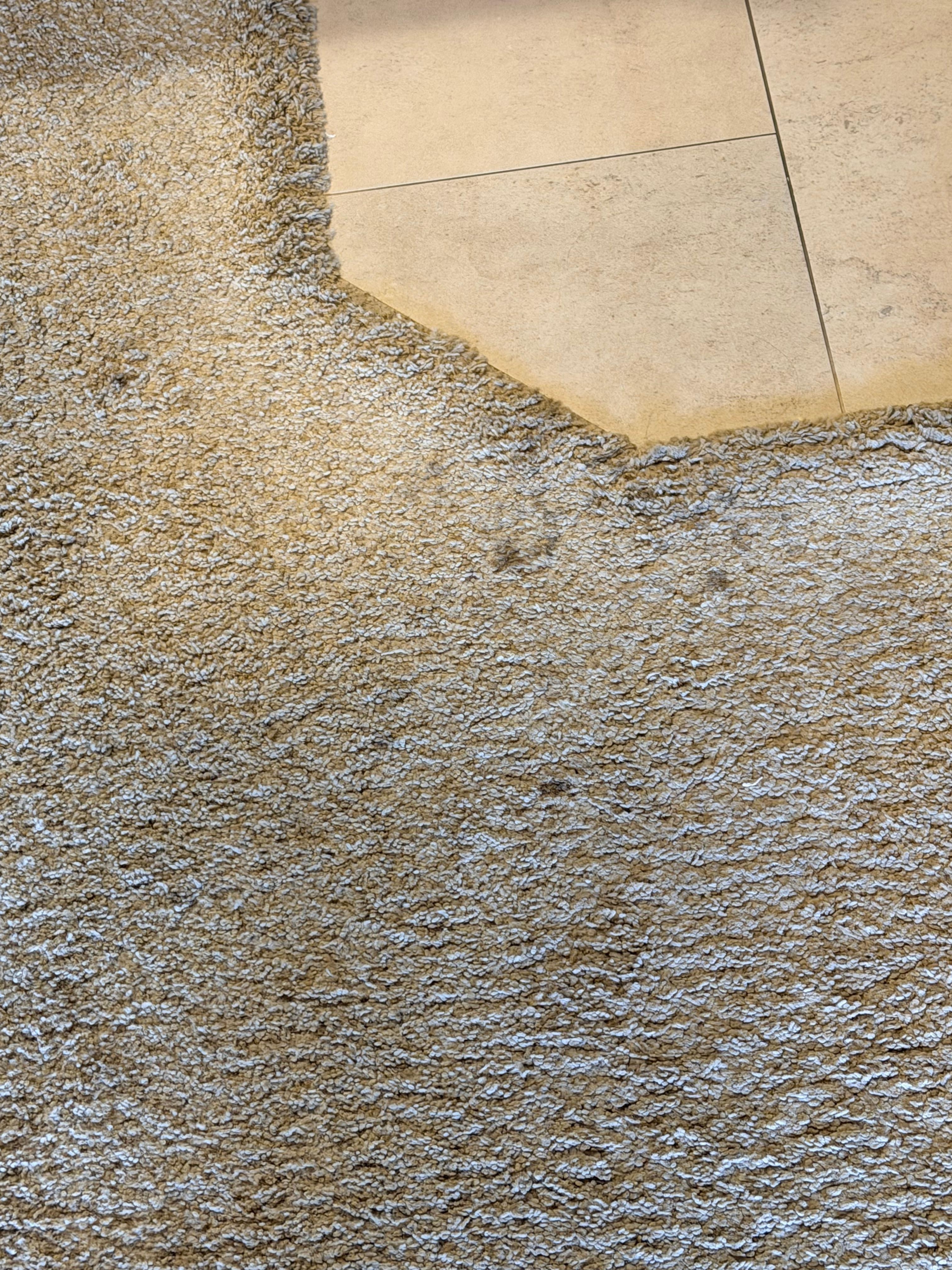 Dirty carpet leading into living room 