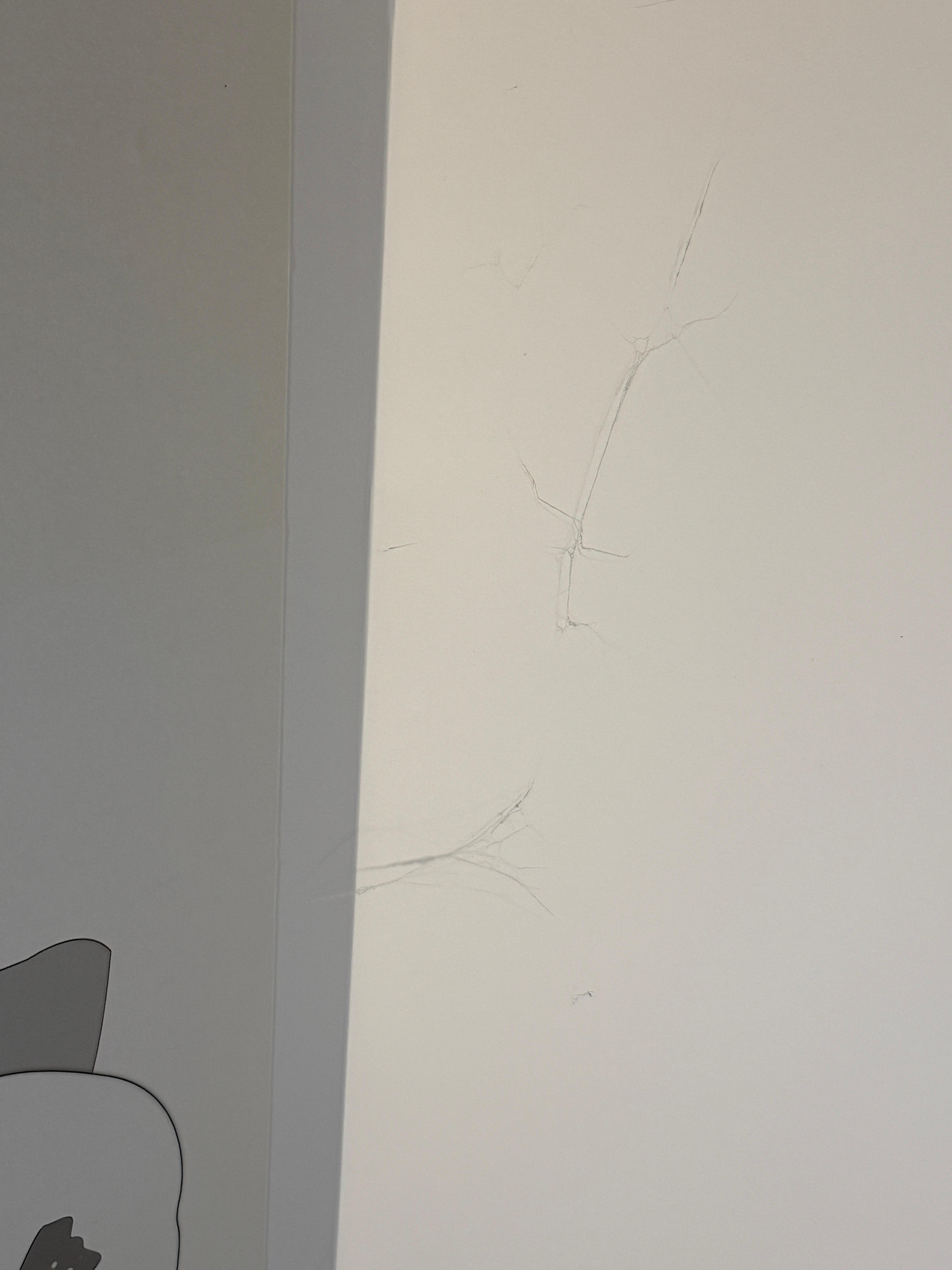 Giant spider webs above bed