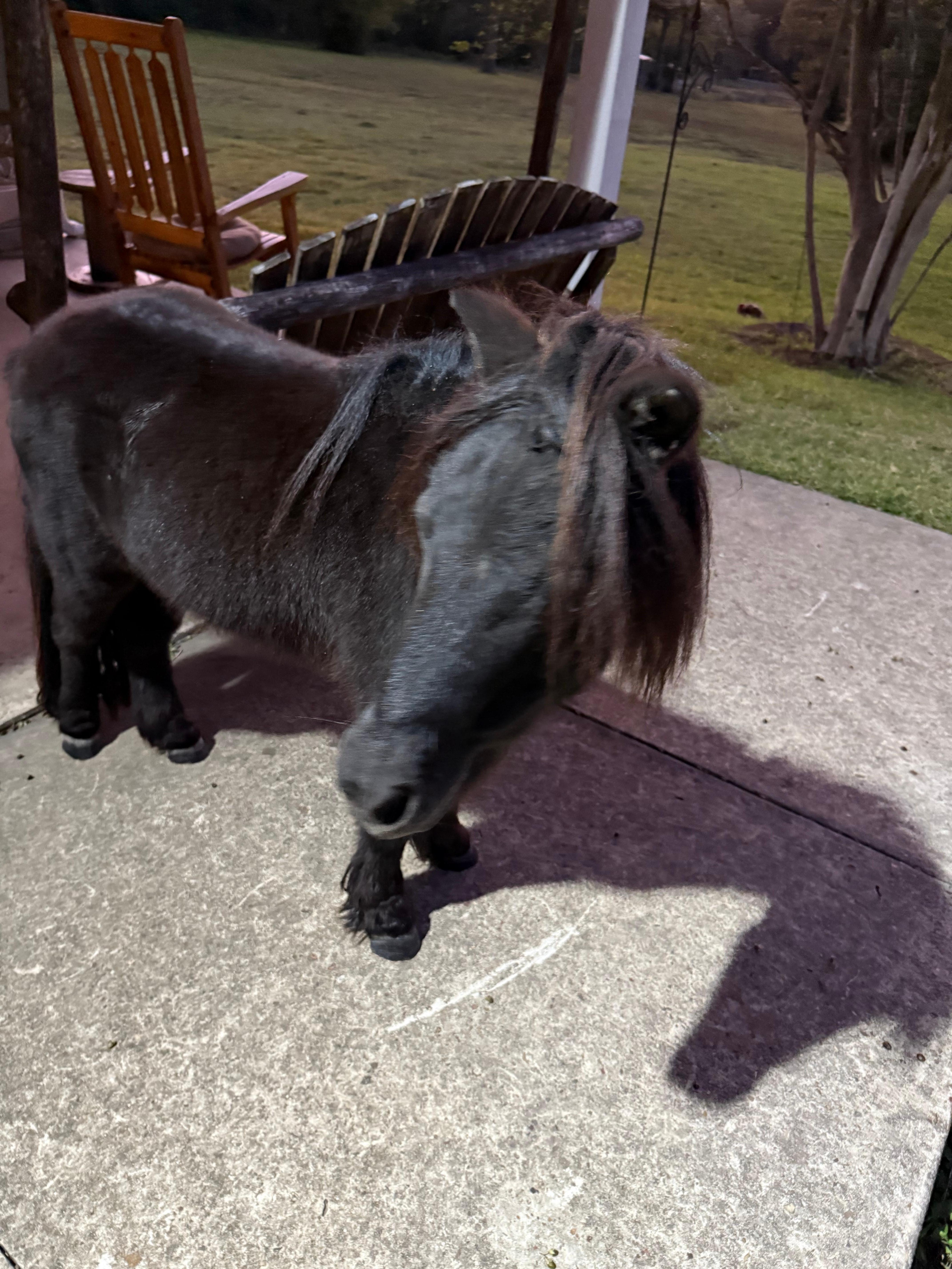 Tonka the miniature horse