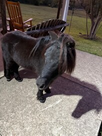 Tonka the miniature horse