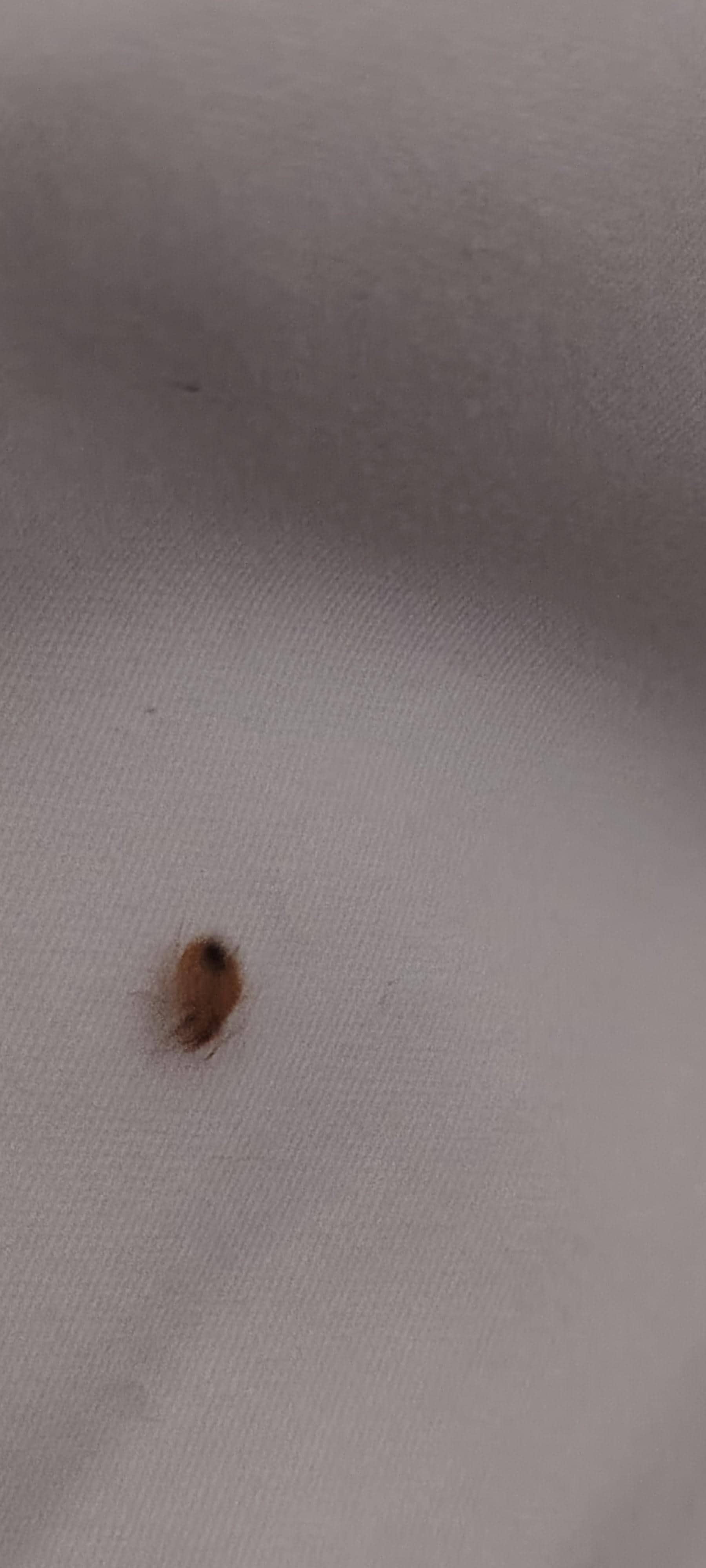 Foto de una chinche en la cama del cuarto