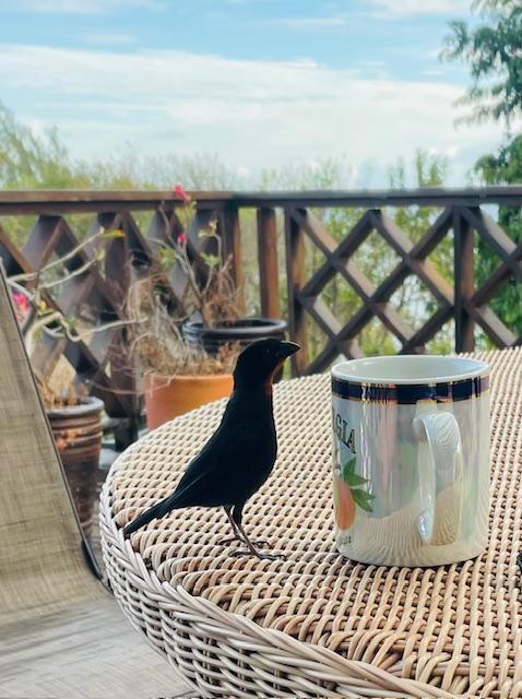 Bull finch enjoying morning coffee. 