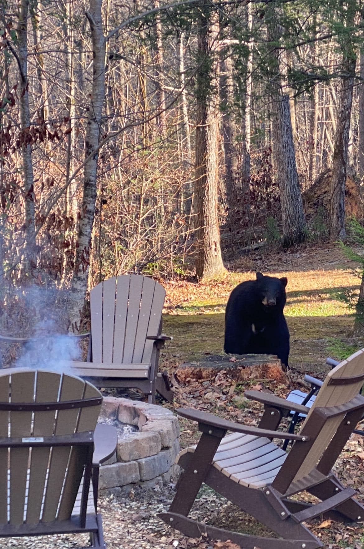 One of three bears near back fire pit area! 