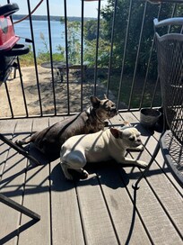 Getting some sun on the patio