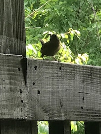 North Carolina Wren building a nest