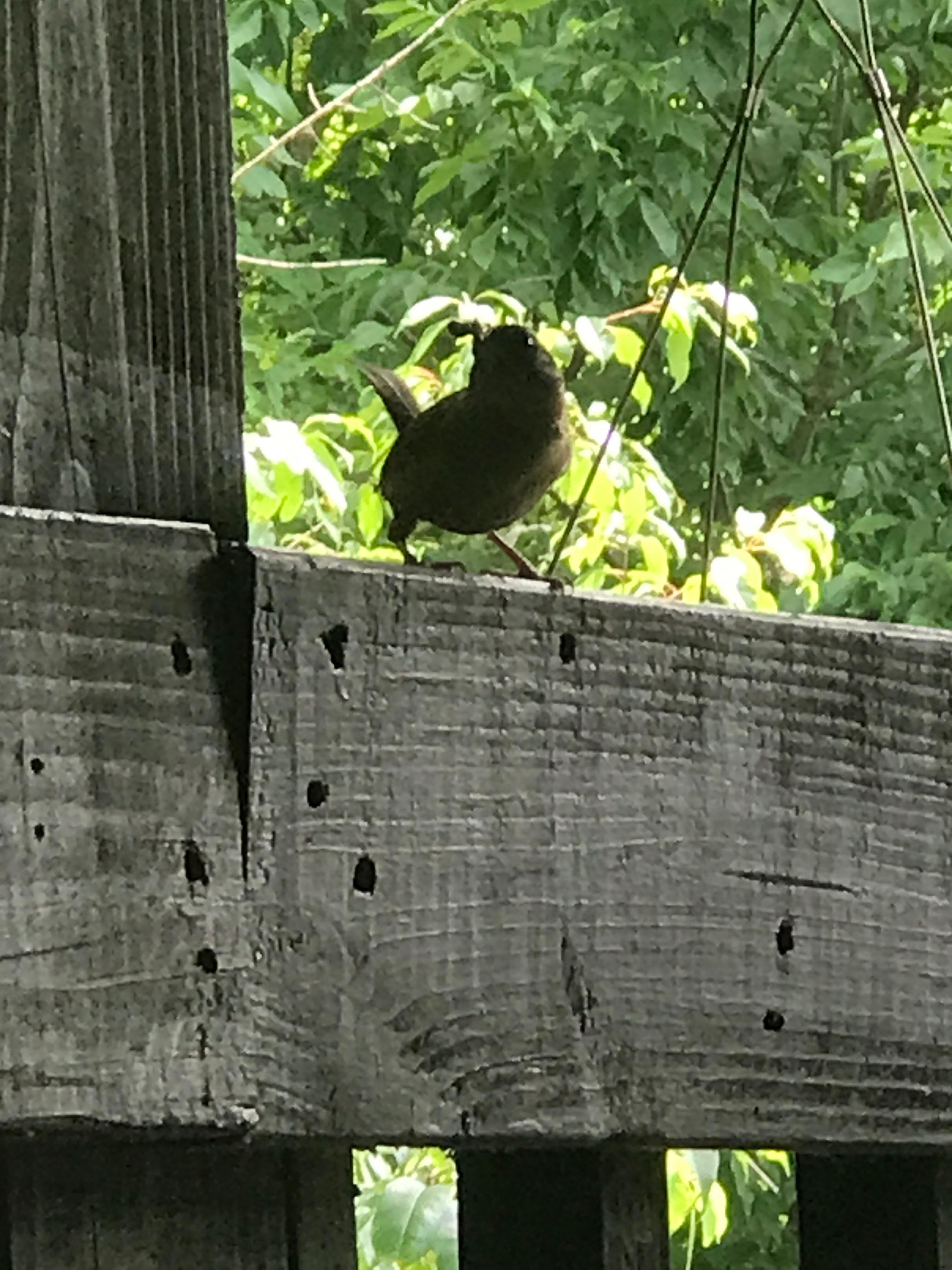 North Carolina Wren building a nest 