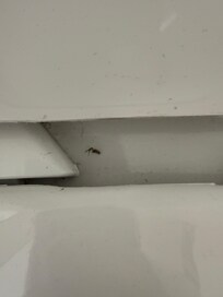 Insekt auf der Toilettenbrille