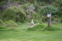 Wallaby