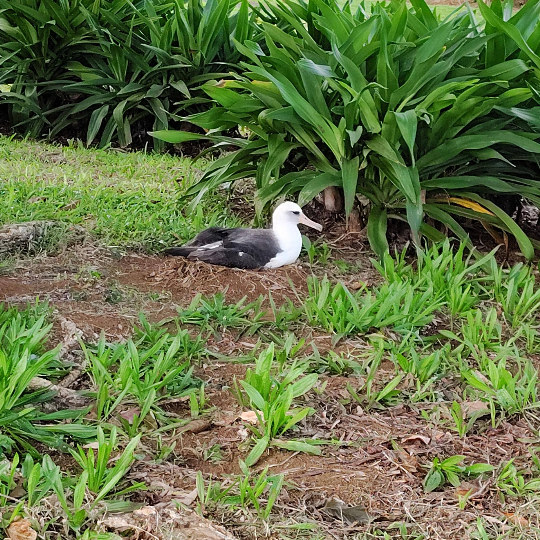Nesting Albatross, viewed from patio.