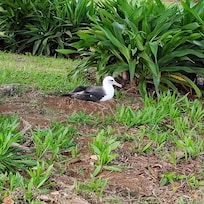 Nesting Albatross, viewed from patio.