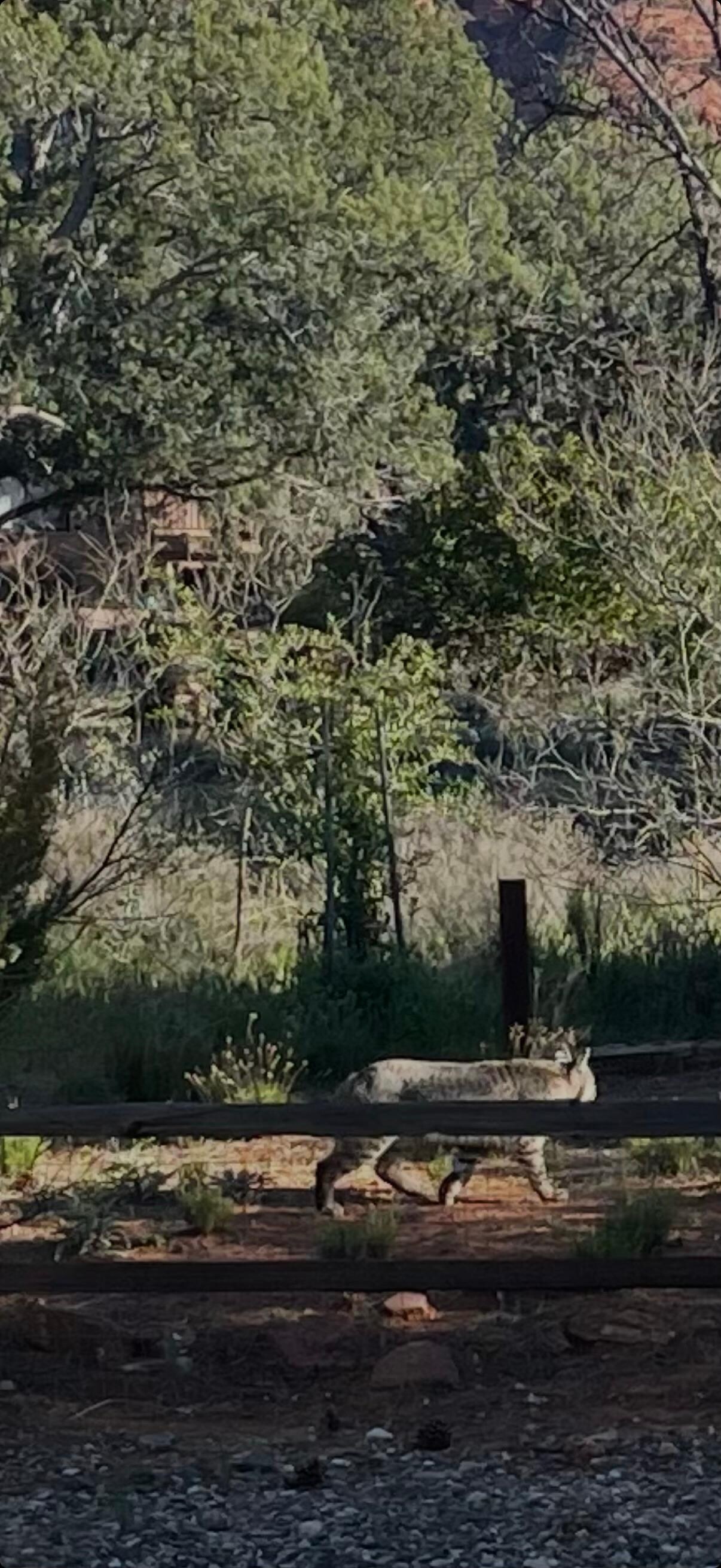 Bobcat behind fence