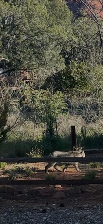 Bobcat behind fence