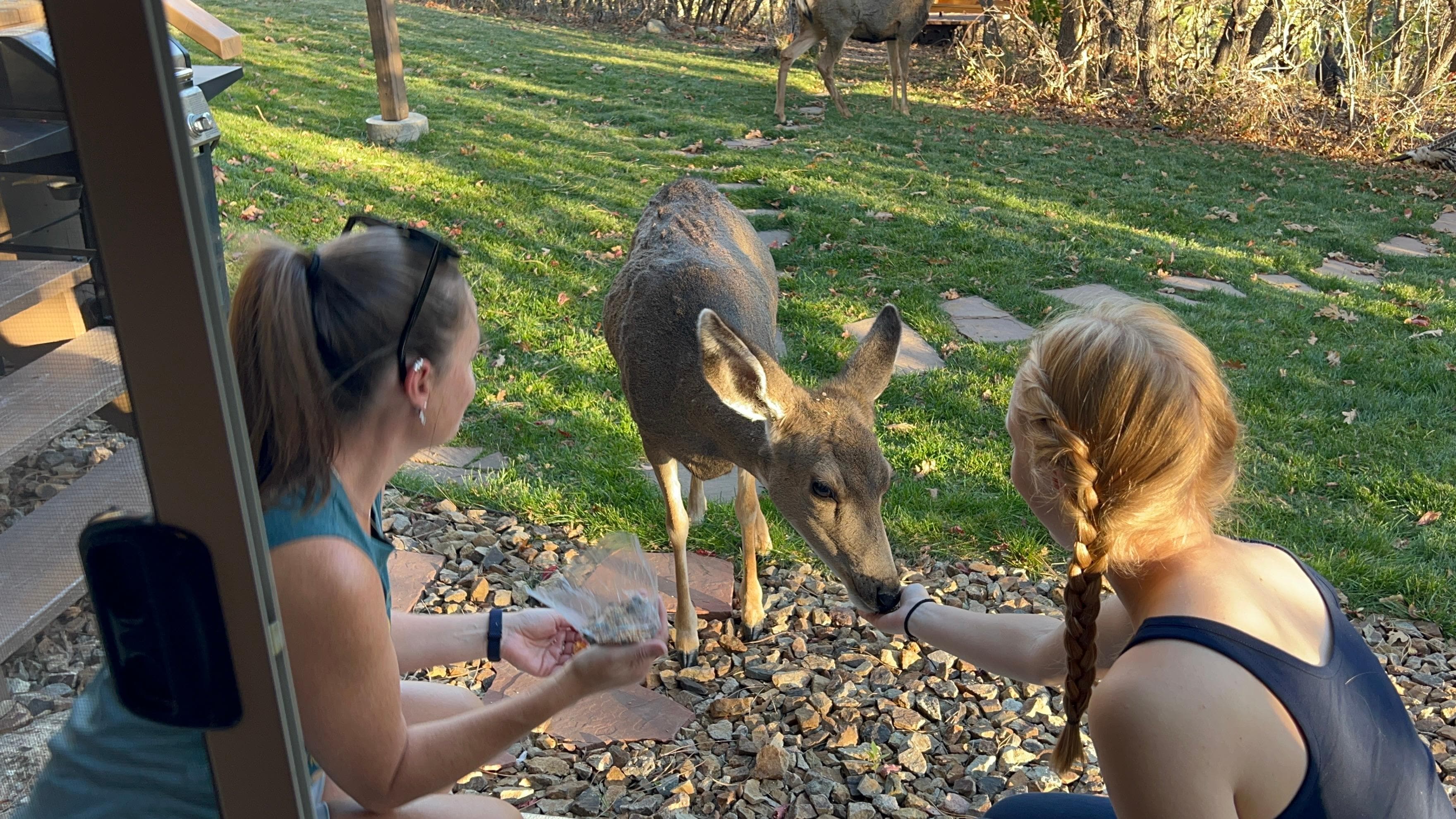 Feeding deer in the backyard