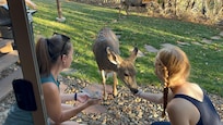 Feeding deer in the backyard