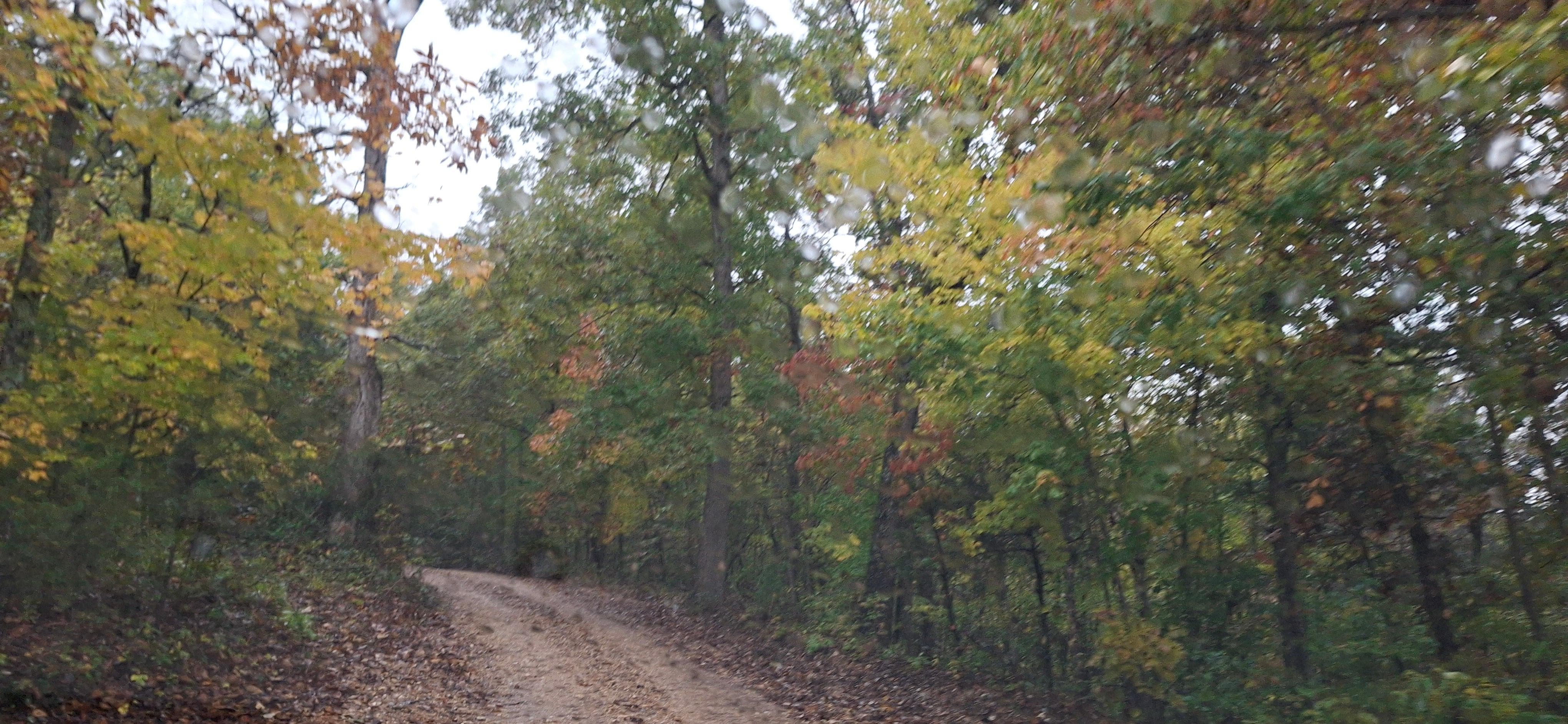 The driveway to cabin.