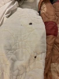 Comforter