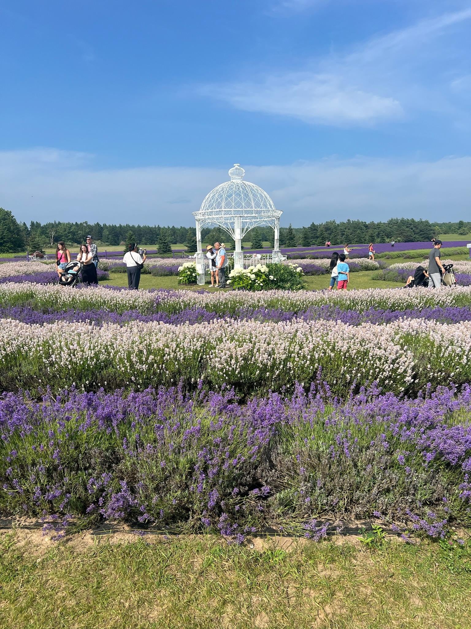 Beautiful lavender field!! Definitely recommend! 