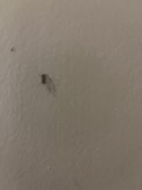 A bug smooshed on the wall above the bed