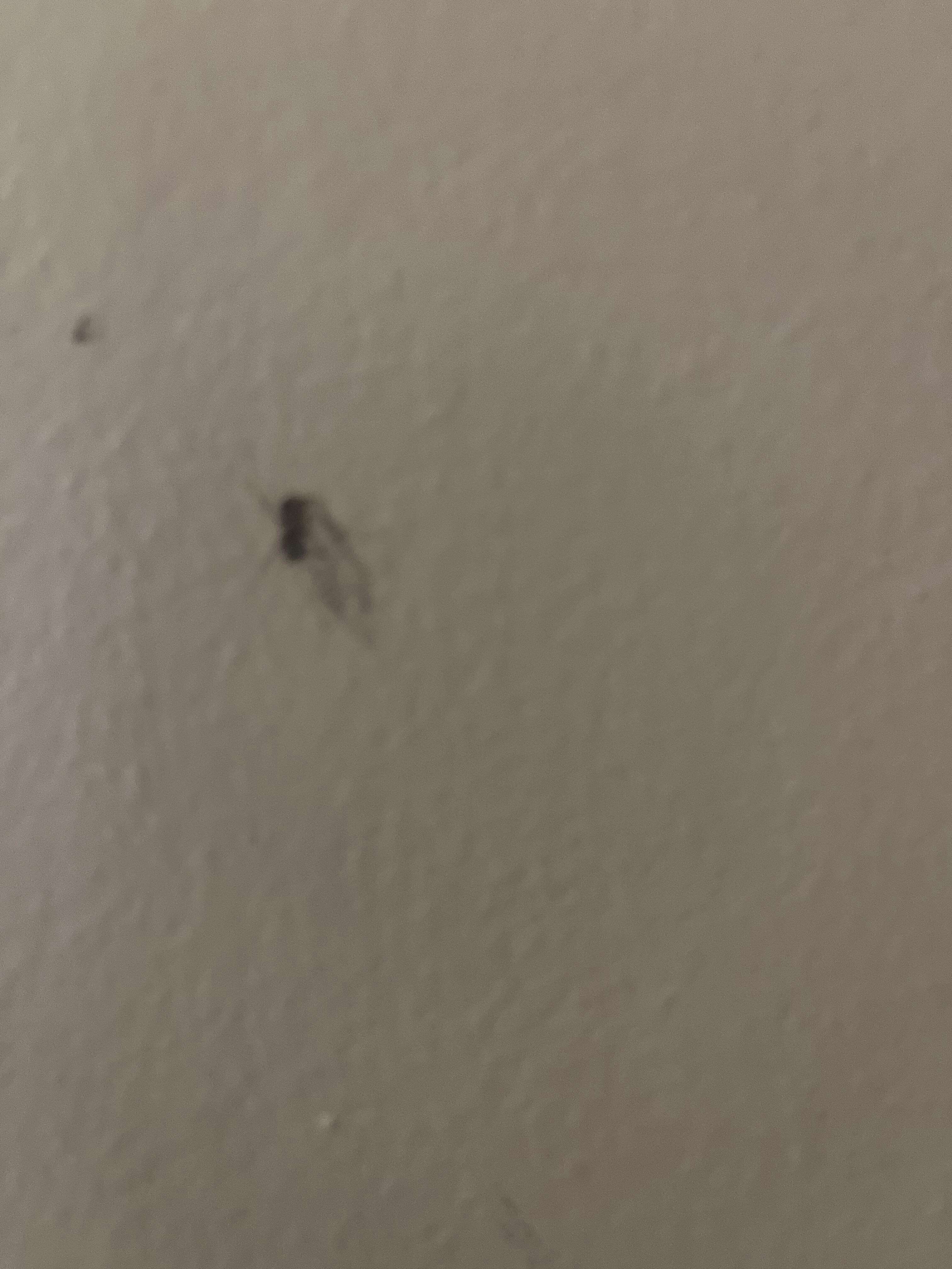 A bug smooshed on the wall above the bed