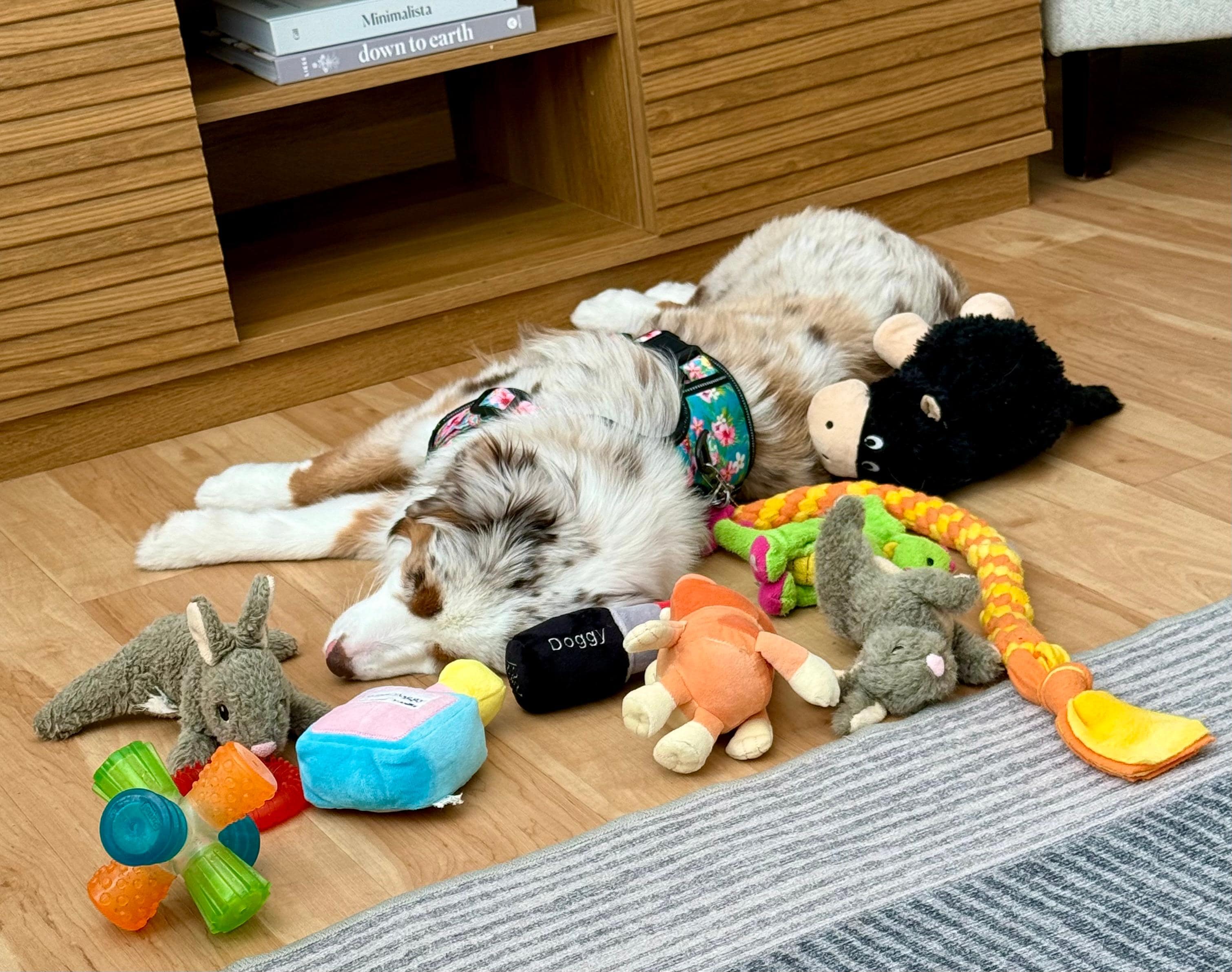 Nap time in the living room. 
