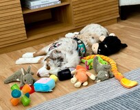 Nap time in the living room.